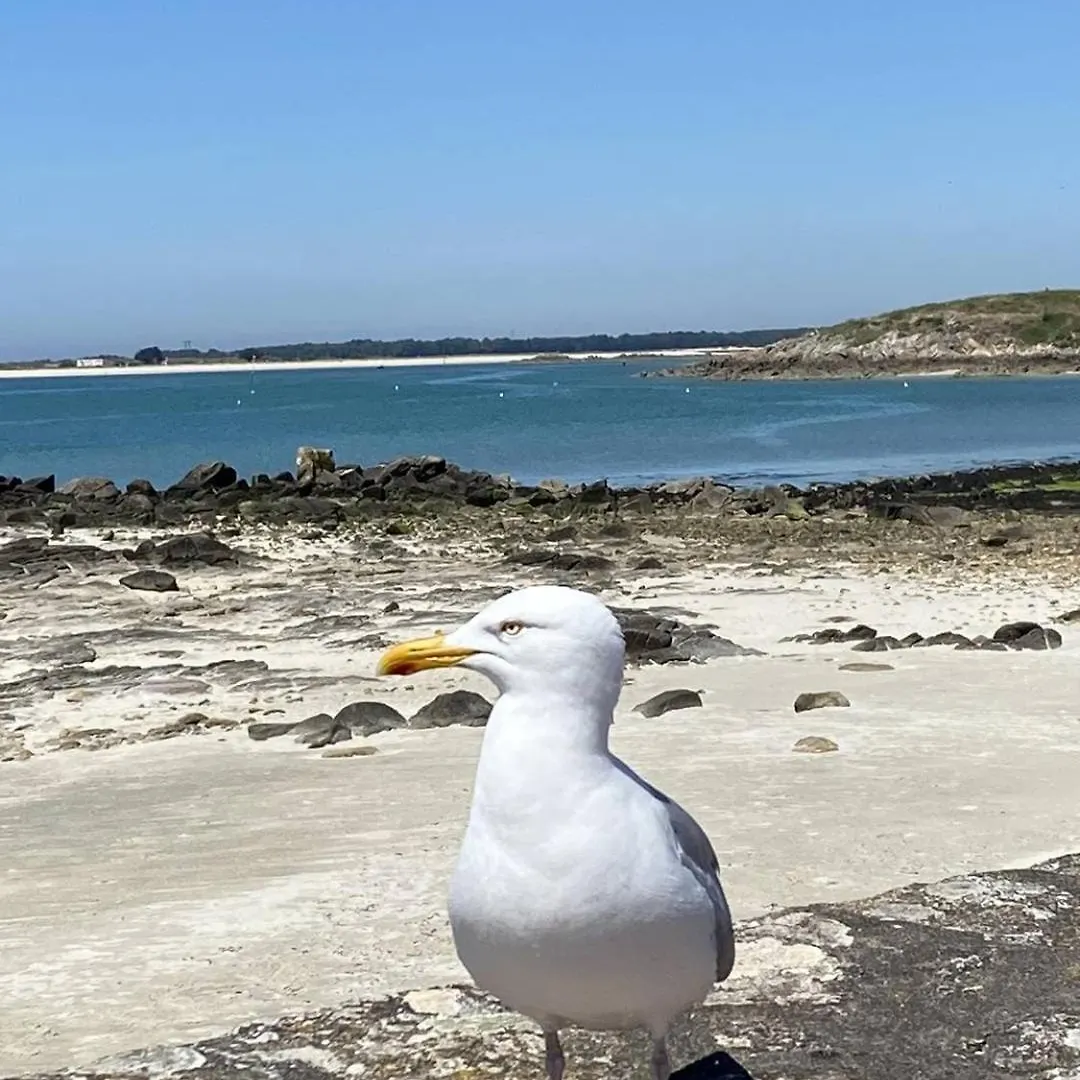 Apartamento Studio 3Pers Vue Mer, 1Min A Pied Plage, Wifi, Parking Quiberon França